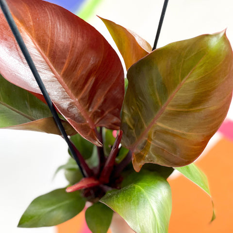 Philodendron 'Red Sunlight' - Sprouts of Bristol