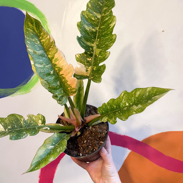 philodendron narrow ring of fire Philodendron 'Ring of Fire' – Sprouts of Bristol