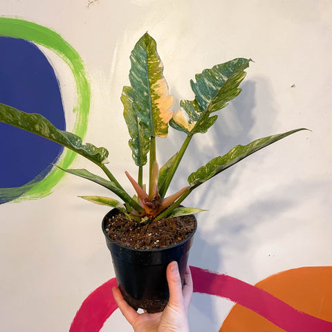 ring of fire gold philodendron Philodendron 'Ring of Fire' – Sprouts of Bristol