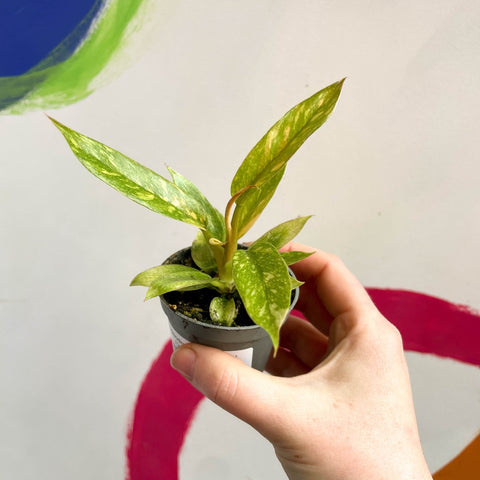 anthurium ring of fire Philodendron 'Ring of Fire' – Sprouts of Bristol