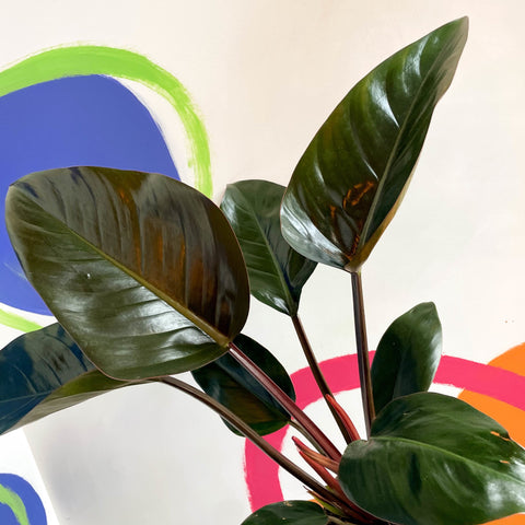 philodendron tatei 'congo rojo' Philodendron tatei 'Rojo Congo'