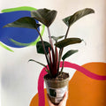Philodendron 'Rojo Congo' - British Grown - Sprouts of Bristol