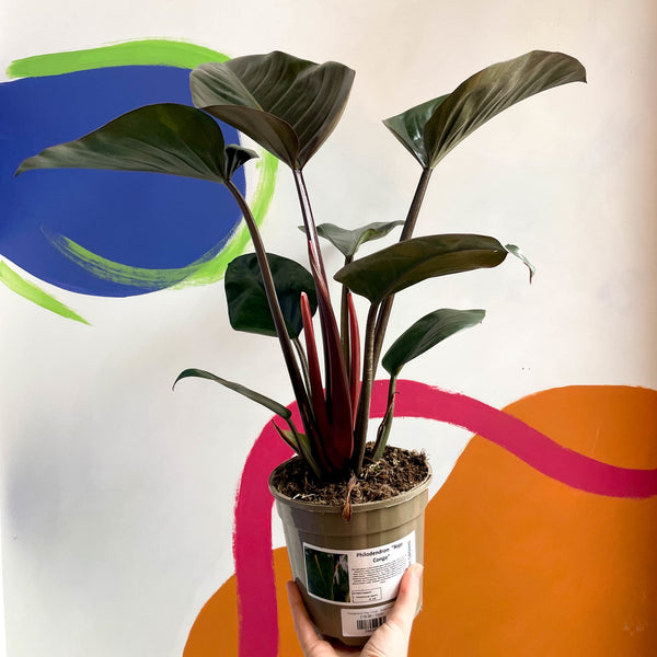 Philodendron tatei 'Rojo Congo'