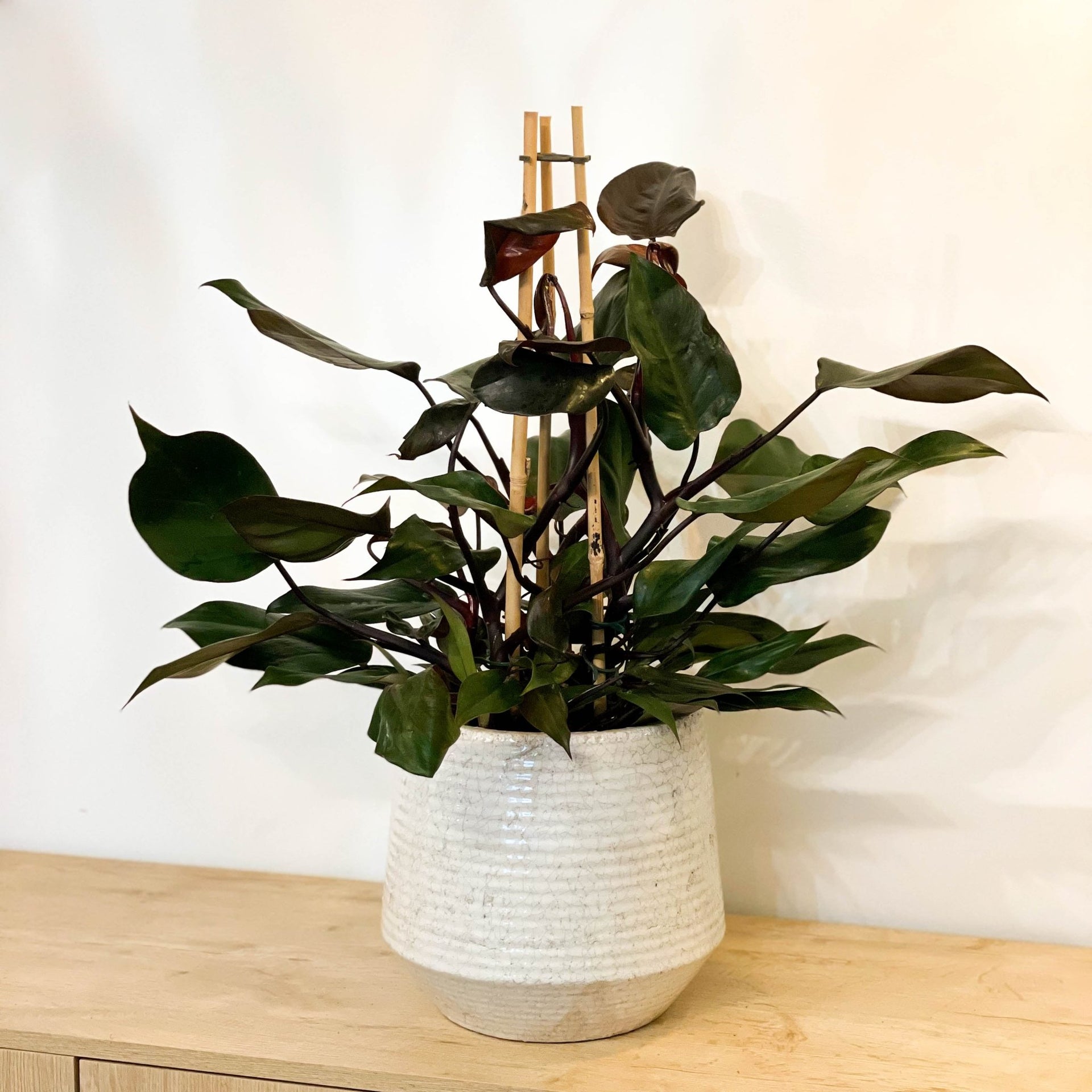 Philodendron 'Ruby'  Sprouts of Bristol