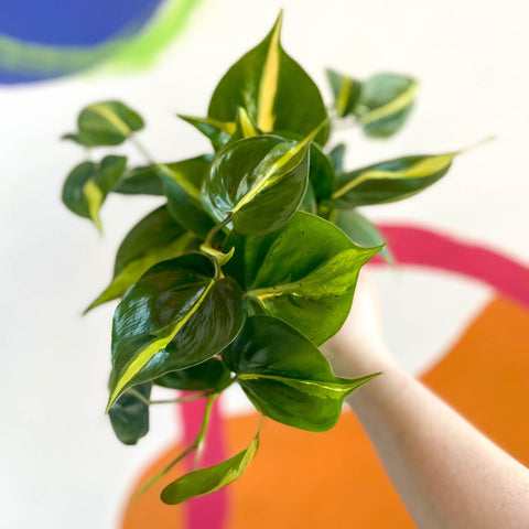 philodendron brasil uk Philodendron scandens 'Brasil'