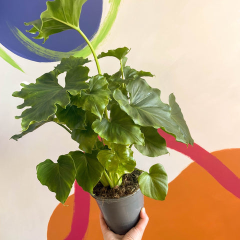 how to care for philodendron shangri la Philodendron 'Shangri La' – Sprouts of Bristol