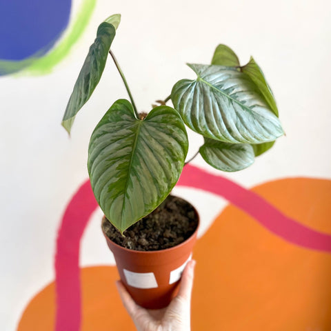 philodendron sodiroi vs sodiroi aff Philodendron sodiroi – Sprouts of Bristol