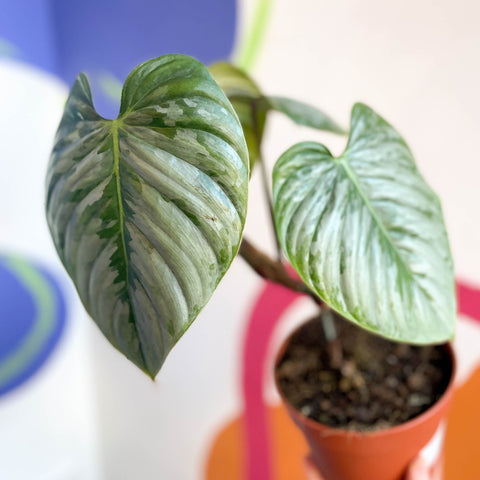 philodendron sodiroi mature Philodendron sodiroi – Sprouts of Bristol