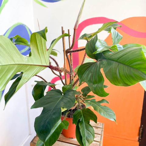 philodendron squamiferum red Philodendron squamiferum – Sprouts of Bristol