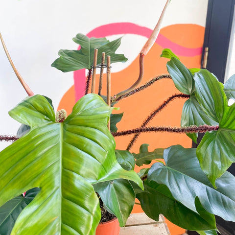 philodendron squamiferum red bristle Philodendron squamiferum – Sprouts of Bristol