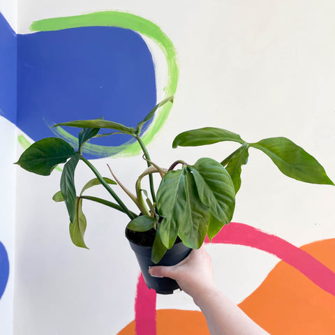philodendron tripartitum juvenile Philodendron tripartitum – Sprouts of Bristol