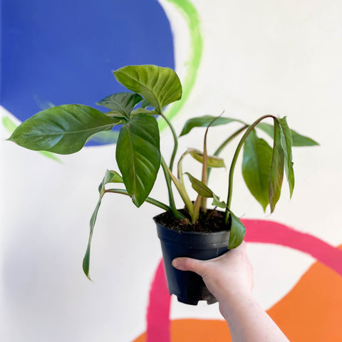 philodendron tripartitum juvenile Philodendron tripartitum – Sprouts of Bristol