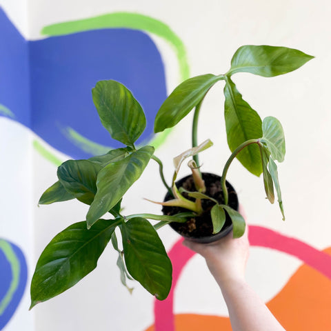 philodendron tripartitum juvenile filodendro tripartito – Sprouts of Bristol