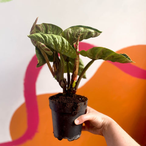 philodendron incensi Philodendron verrucosum 'Incensi' – Sprouts of Bristol