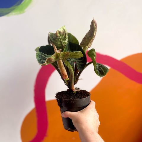 philodendron incensi Philodendron verrucosum 'Incensi' – Sprouts of Bristol