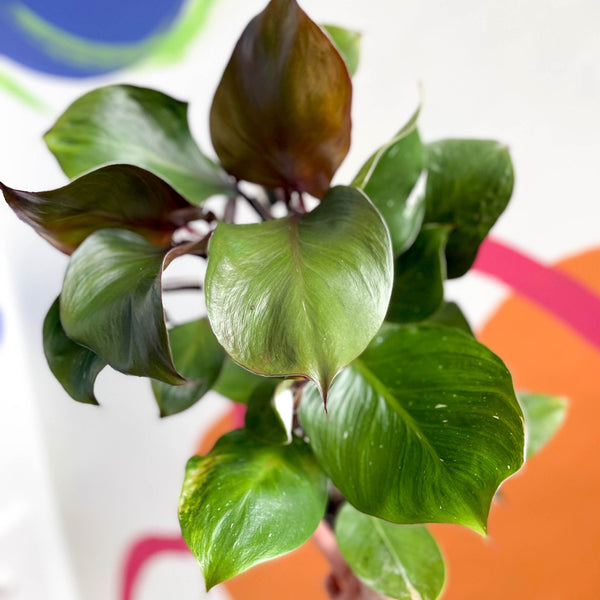 philodendron white knight uk Philodendron 'White Knight' – Sprouts of Bristol