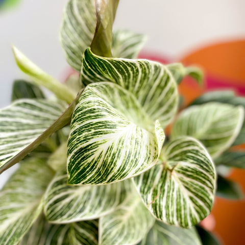 Philodendron 'White Weave' - Sprouts of Bristol