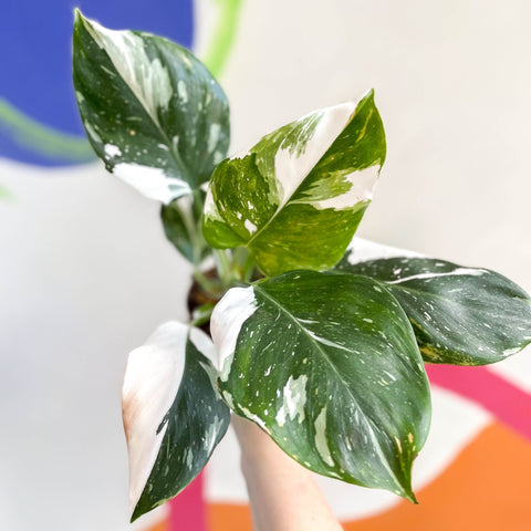 philodendron white wizard toxic to cats Philodendron 'White Wizard' – Sprouts of Bristol