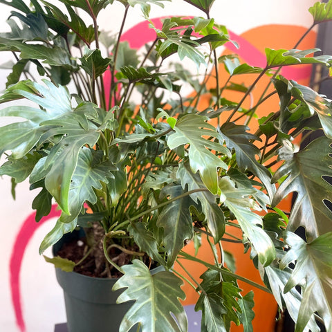 philodendron xanadu uk Philodendron xanadu – Sprouts of Bristol