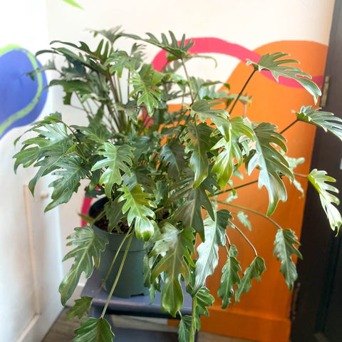 philodendron xanadu uk Philodendron xanadu – Sprouts of Bristol