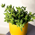 Pickle Plant - Delosperma echinatum - Sprouts of Bristol