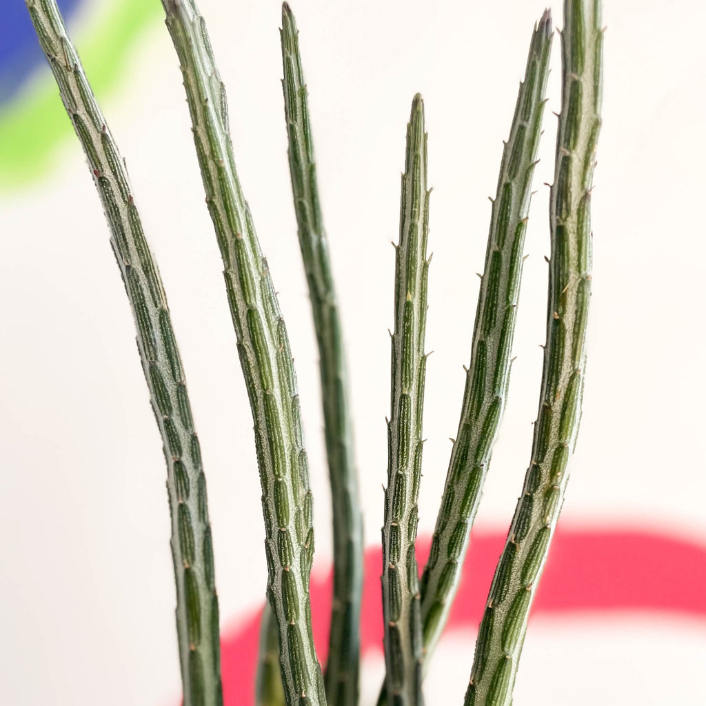 Pickle Plant - Senecio stapeliiformis - Sprouts of Bristol
