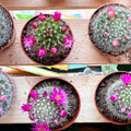 Pincushion Cactus - Mammillaria - Sprouts of Bristol