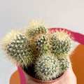 Pincushion Cactus - Mammillaria backebergiana - Sprouts of Bristol
