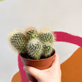 Pincushion Cactus - Mammillaria backebergiana - Sprouts of Bristol