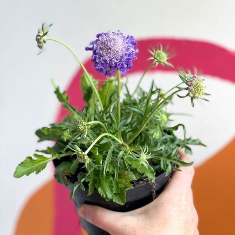 Pincushion Flower - Scabiosa columbaria 'Butterfly Blue' - Sprouts of Bristol