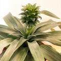 Pineapple Plant - Ananas 'Amigo' - Sprouts of Bristol