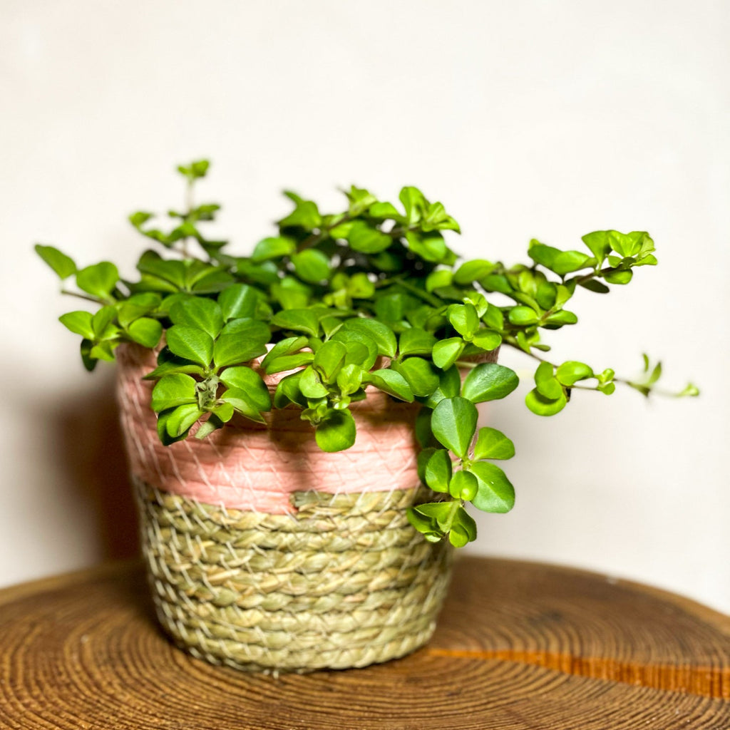 Pink Basket Planters - Sprouts of Bristol