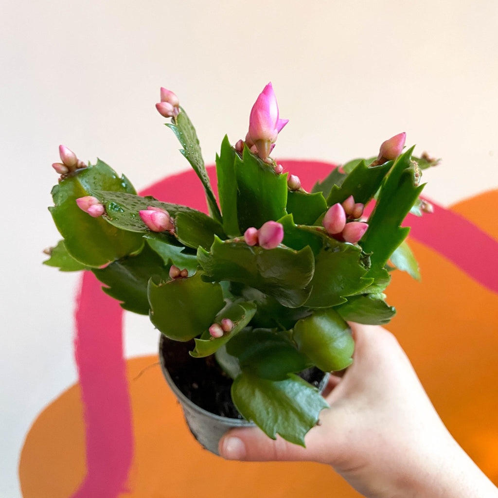 Pink Christmas Cactus - Schlumbergera - Sprouts of Bristol