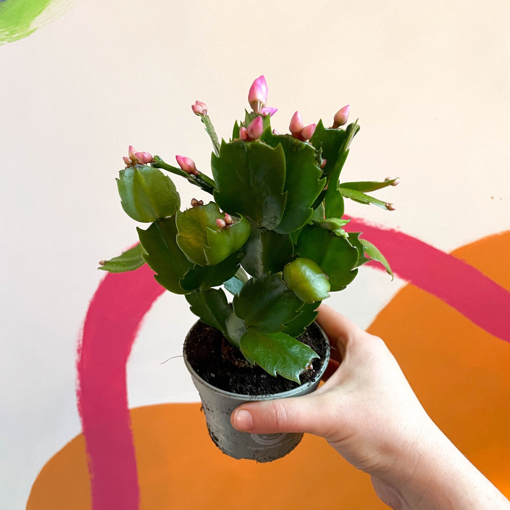 Pink Christmas Cactus - Schlumbergera - Sprouts of Bristol
