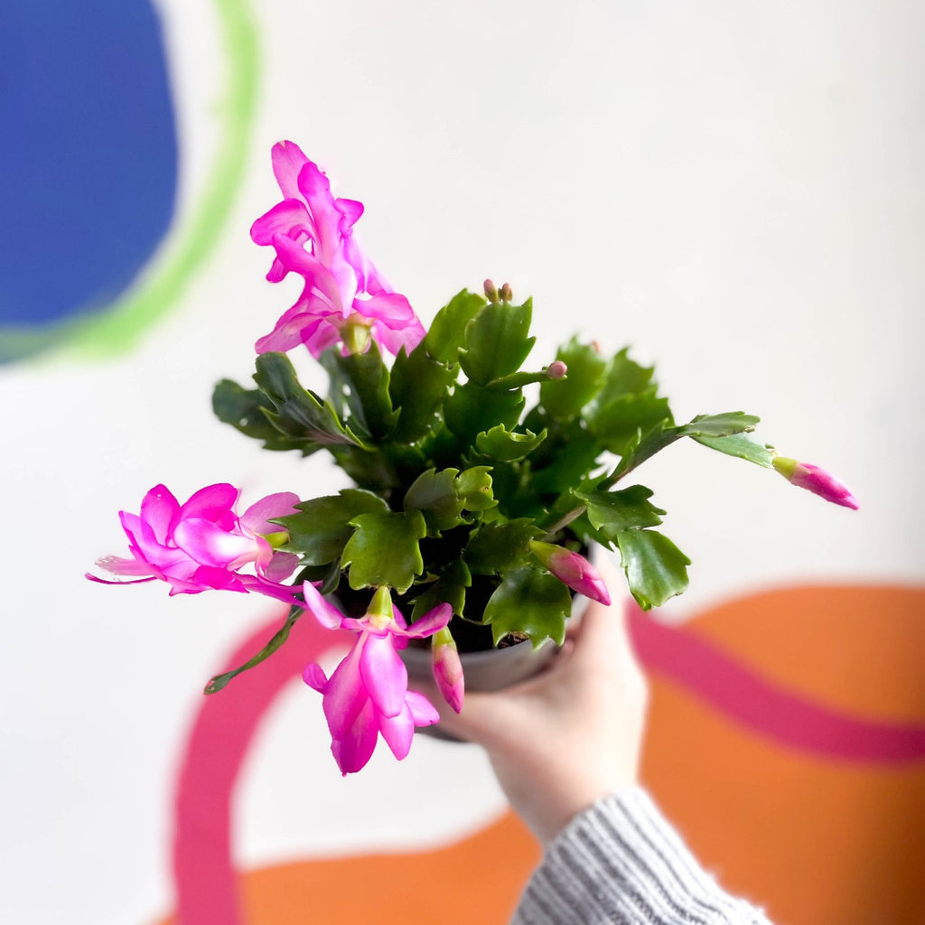 Pink Christmas Cactus - Schlumbergera truncata 'Exotic Dancer' - British Grown - Sprouts of Bristol