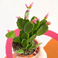 Pink Easter Cactus - Rhipsalidopsis gaertneri - Sprouts of Bristol