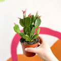 Pink Easter Cactus - Rhipsalidopsis gaertneri - Sprouts of Bristol