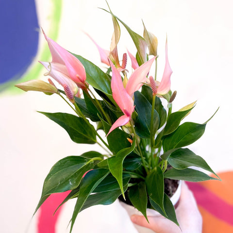 anthurium pink flamingo Anthurium andraeanum 'Lilli Pink'