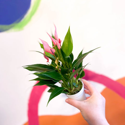 anthurium lilli pink Anthurium andraeanum 'Lilli Pink'