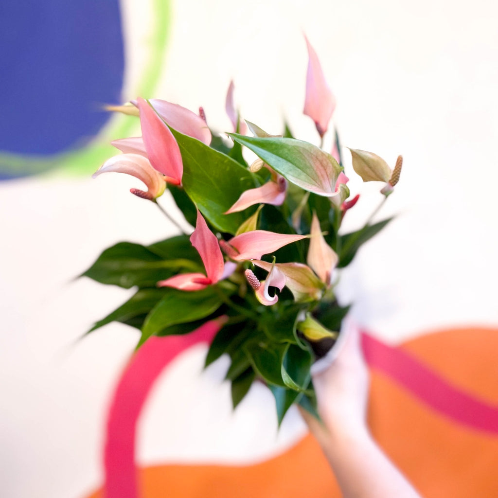 Pink Flamingo Flower - Anthurium andraeanum 'Lilli Pink' - Sprouts of Bristol