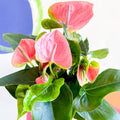 Pink Flamingo Flower - Anthurium andraeanum 'Sweet Dream' - Sprouts of Bristol