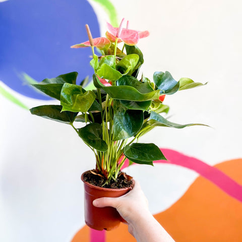anthurium luxury dreams Pink Flamingo Flower