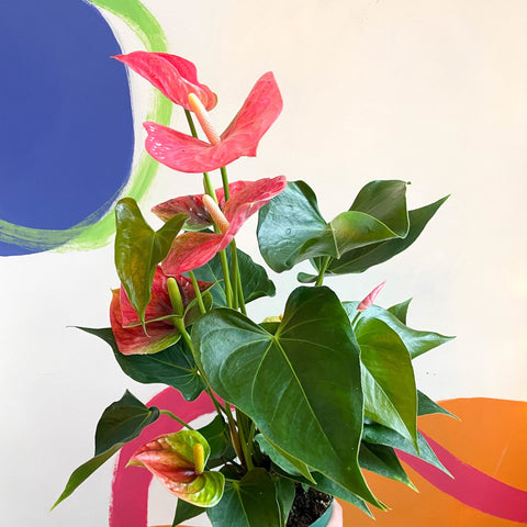 anthurium colorado pink Flor de flamenco rosa