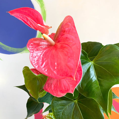 anthurium colorado pink Flor de flamenco rosa