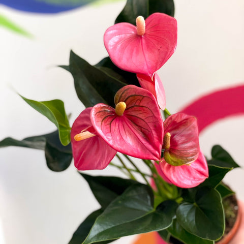Pink Flamingo Flower - Anthurium 'Floriclone Cariad' - Sprouts of Bristol