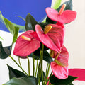 Pink Flamingo Flower - Anthurium 'Floriclone Cariad' - Sprouts of Bristol