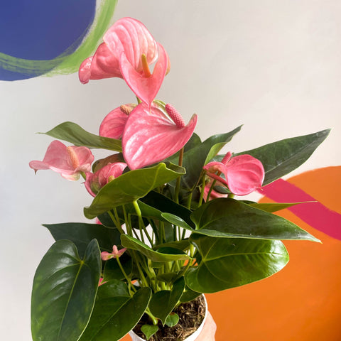 anthurium pink champion care Pink Flamingo Flower