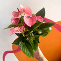 Pink Flamingo Flower - Anthurium 'Pink Champion' - Sprouts of Bristol