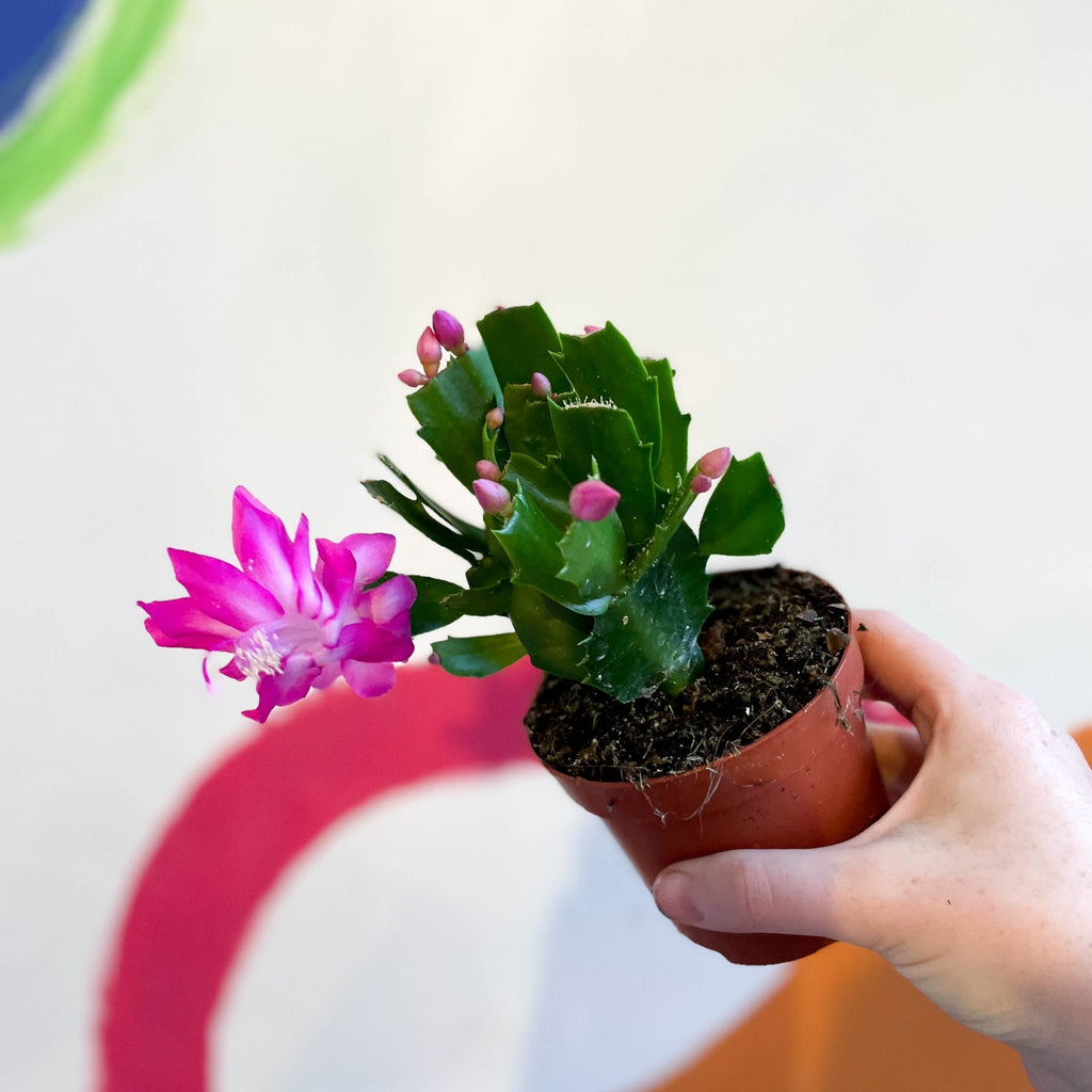Pink Holiday Cactus - Schlumbergera truncata - Sprouts of Bristol