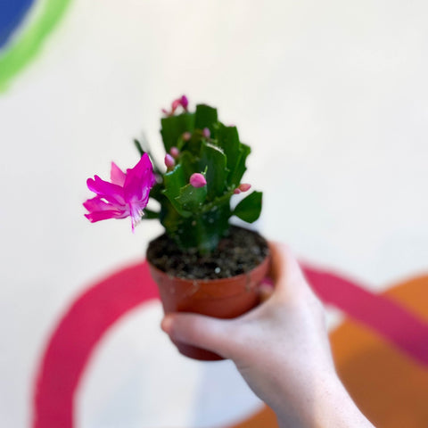 Pink Holiday Cactus - Schlumbergera truncata - Sprouts of Bristol